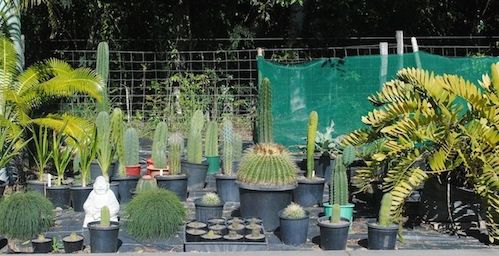 various plants