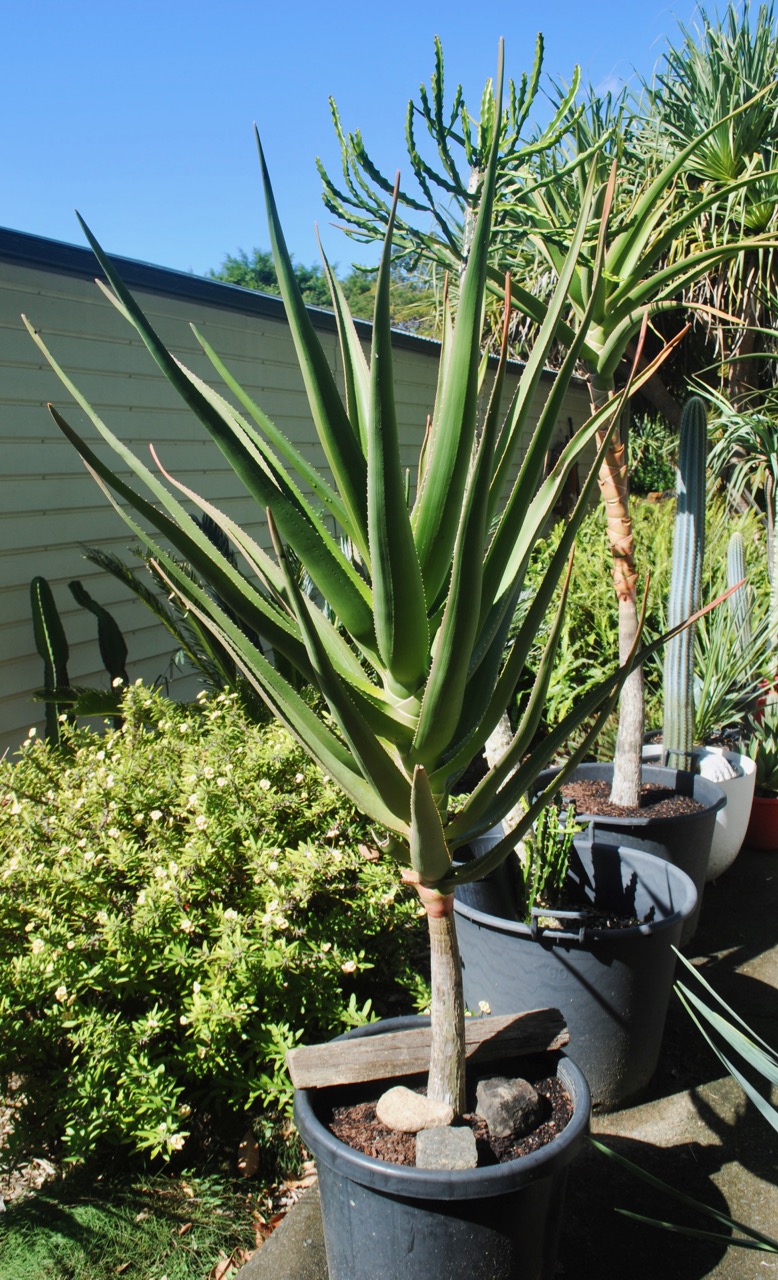 Aloe tree