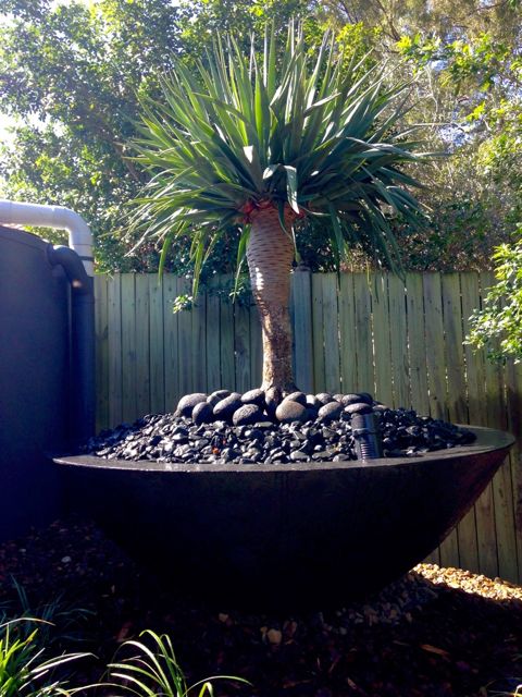 potted dragon tree 2