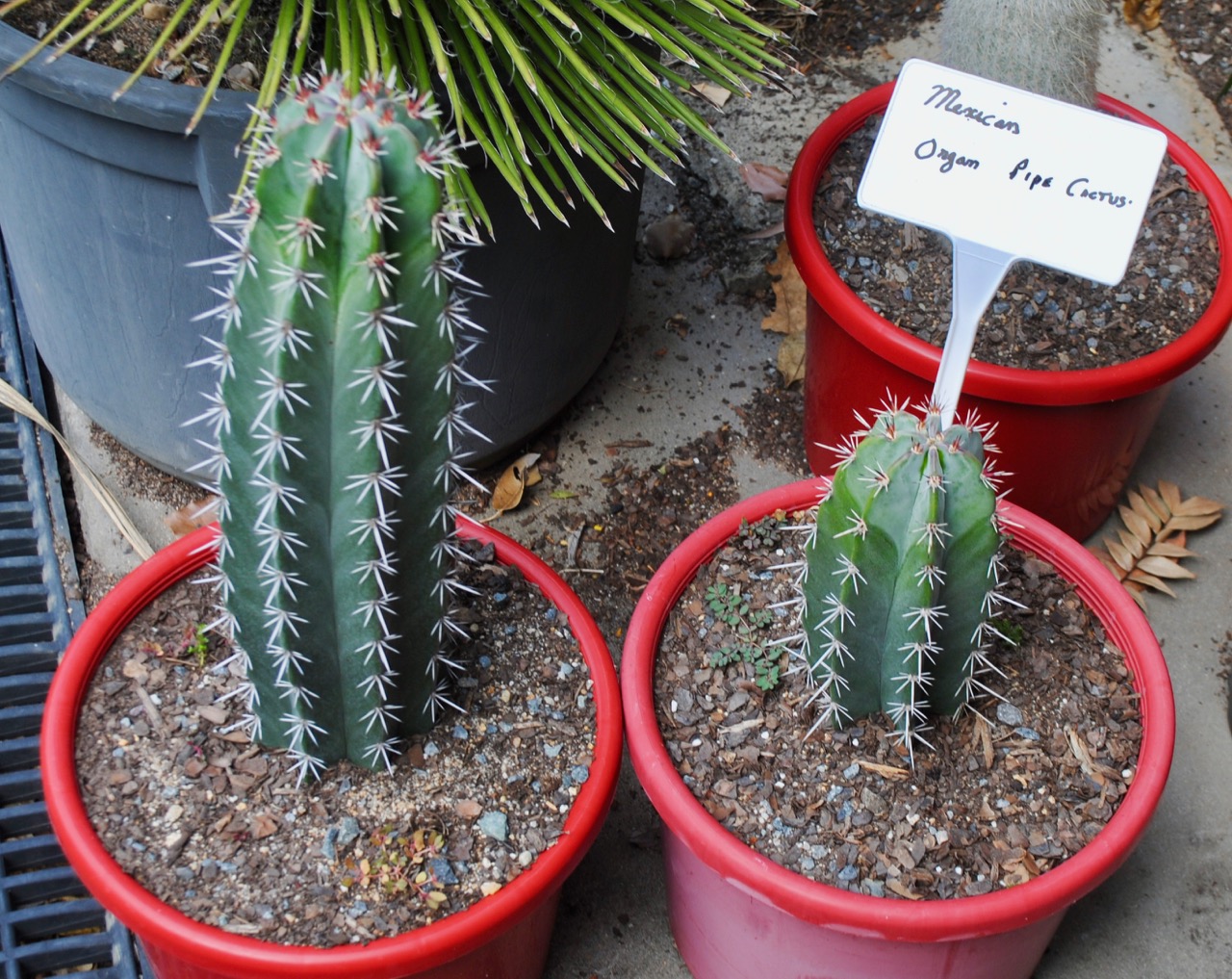 prgan cactus